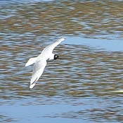 Andean Gull